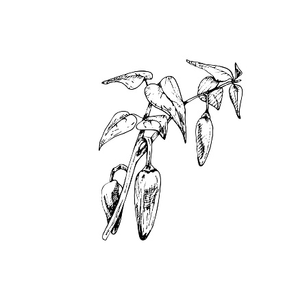 Branch of jalapeno plant with leaf and pepper. Vintage vector hatching black hand drawn illustration isolated on white background
