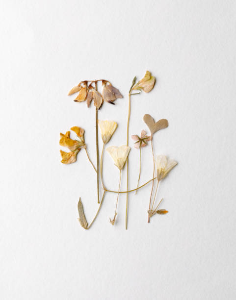 istock Bouquet  of different garden flowers 1368450757