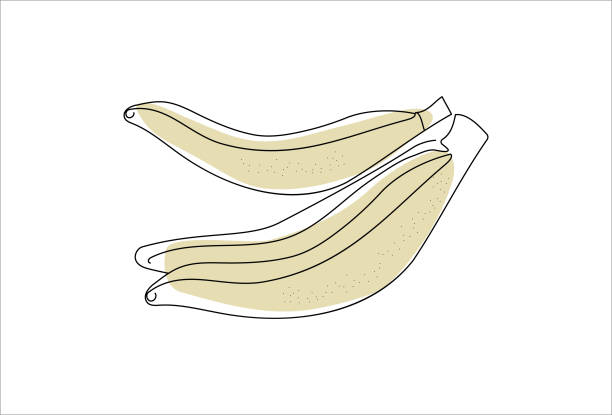 ilustrações, clipart, desenhos animados e ícones de banana. frutas. - banana peeled banana peel white background