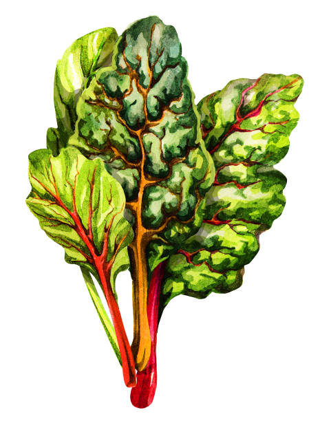 ilustrações de stock, clip art, desenhos animados e ícones de chard. beet green. hand drawing watercolor. can be used for postcards, stickers, encyclopedias, menus, ingredients of dishes. style design for the label, cover, prints . - acelgas