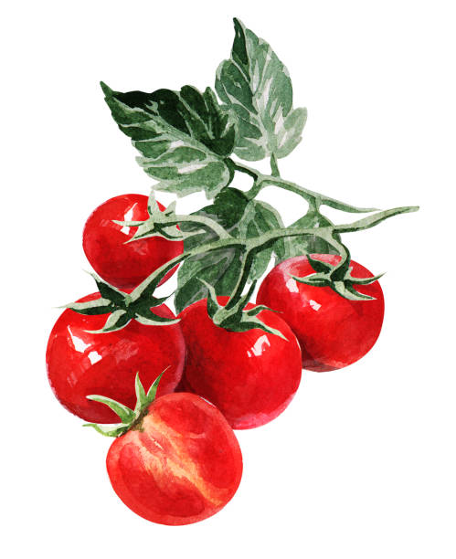 ilustraciones, imágenes clip art, dibujos animados e iconos de stock de tomate cherry. acuarela de dibujo a mano. se puede utilizar para postales, pegatinas, enciclopedias, menús, ingredientes de platos. diseño de estilo para la etiqueta, portada, estampados. - cherry tomato tomato white background vegetable