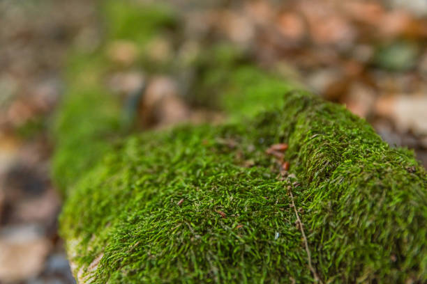 istock Mossy tree in the forest on countryside season texture 1368451103