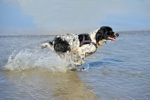 Beautiful energetic black and white spaniel races through the waves at the edge of the sea whilst exercising on vacation in rural Wales UK having a wonderful happy time in the water .