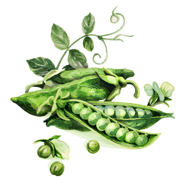 ilustrações de stock, clip art, desenhos animados e ícones de green pea. hand drawing watercolor. can be used for postcards, stickers, encyclopedias, menus, ingredients of dishes. style design for the label, cover, prints . - green pea illustrations