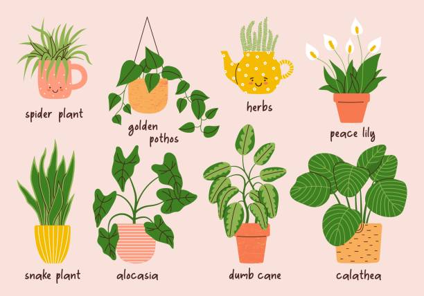 Cute hand drawn home plants collection Cute hand drawn home plant collection. Urban jungle interior house decor. Golden pothos, lily, alocasia, dumb cane, calathea. Set of cartoon vector illustrations chlorophytum comosum stock illustrations