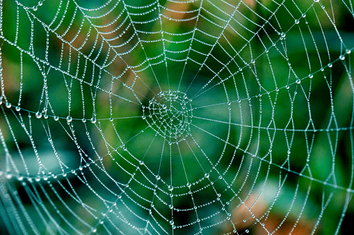 Arachnid web trap geometric shape close up