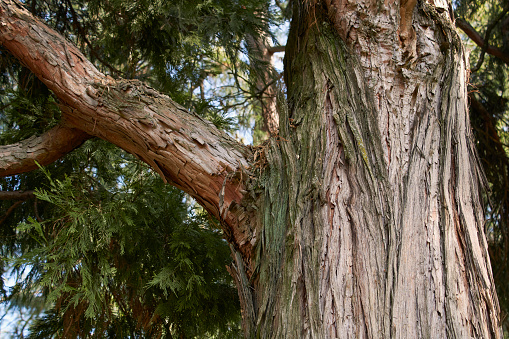 Calocedrus decurrens branch and trunk close up