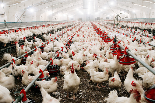Alimentar a los pollos y criarlos en la granja. photo