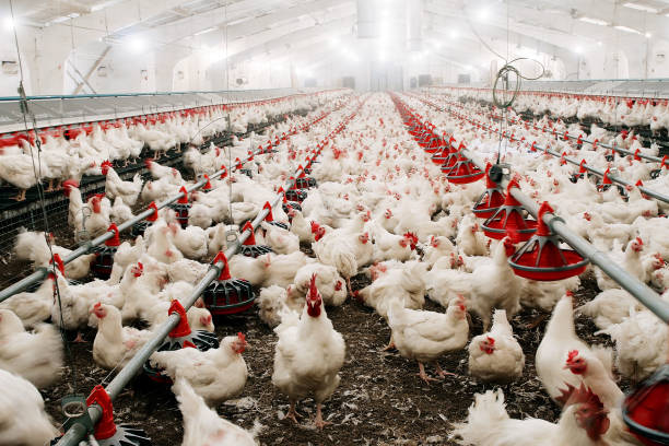 alimentar a los pollos y criarlos en la granja. - industry chicken agriculture poultry fotografías e imágenes de stock