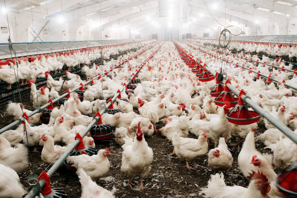 鶏に餌を与え、農場で育てる - industry chicken agriculture poultry ストックフォトと画像