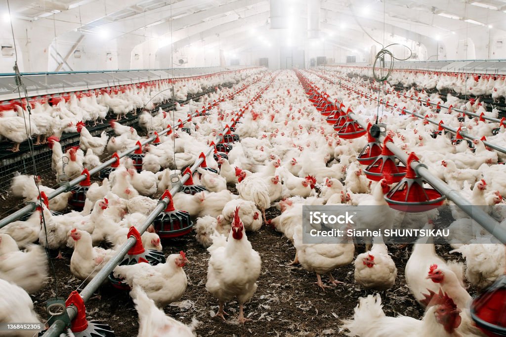 Feeding chickens and raising them on the farm Feeding chickens and raising them indoors on the farm Chicken - Bird Stock Photo