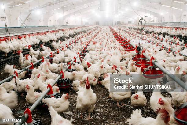 Feeding Chickens And Raising Them On The Farm Stock Photo - Download Image Now - Chicken - Bird, Farm, Hen