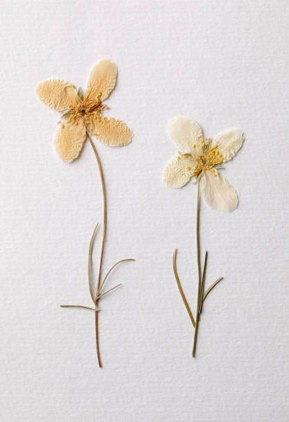 istock Couple of dried flowers 1368453363