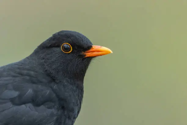 Portrait of a male common blackbird (Turdus merula).