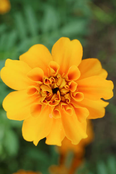 istock Top View of an Artistic Blooming Marigold Flower 1368453645