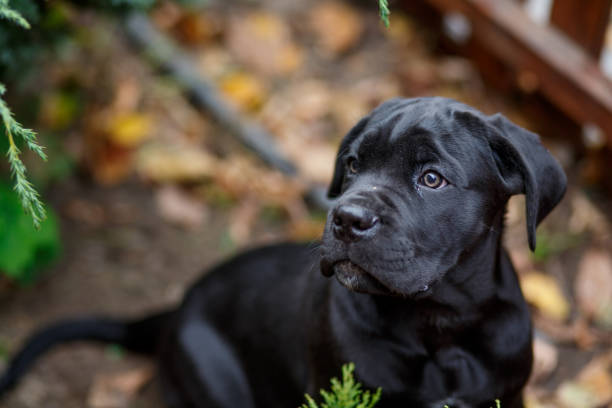 Portrait of a black puppy of Cane Corso breed in the garden Portrait of a black puppy of Cane Corso breed in the garden cane corso puppy stock pictures, royalty-free photos & images