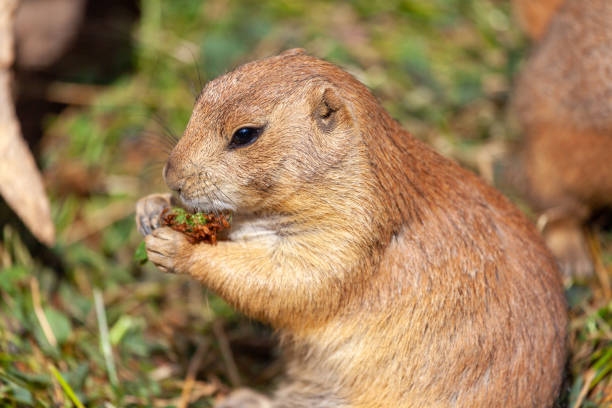 istock a single black-tailed prairie dog portrait 1368454723