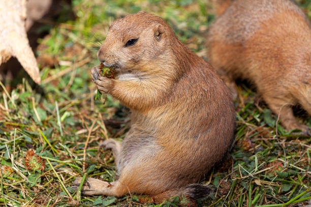 istock a single black-tailed prairie dog portrait 1368454724
