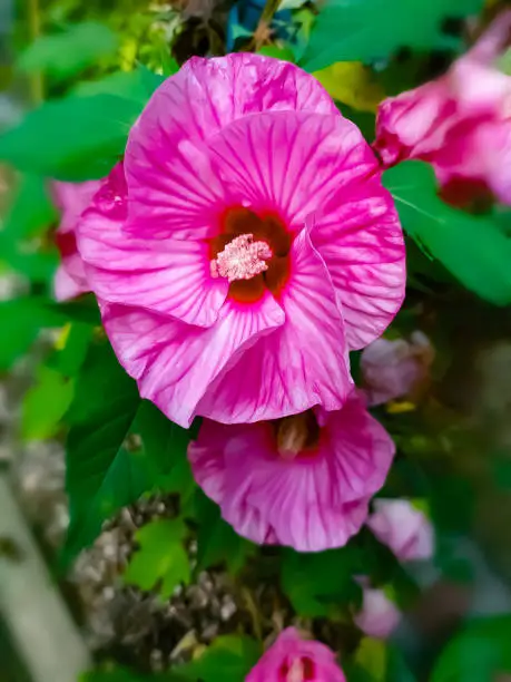 Natural Plate Hibiscus