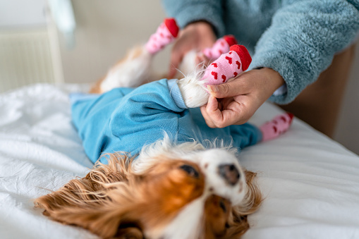 Young Cavalier King Charles Spaniel being dressed in dog socks and safety shoes by her owner