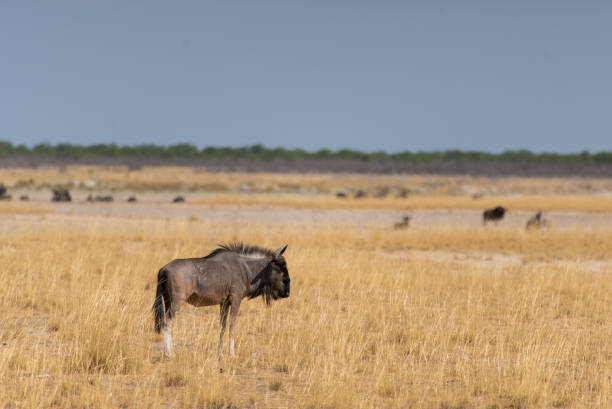 büffelbulle in freier wildbahn. safari in afrika, afrikanische savanne tierwelt - african buffalo arid climate savannah plain stock-fotos und bilder