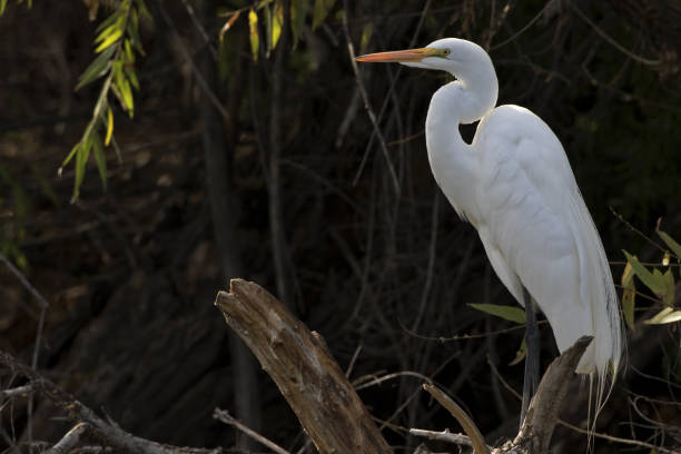 istock Great Egret is sunlit beauty against darker foliage 1368456921