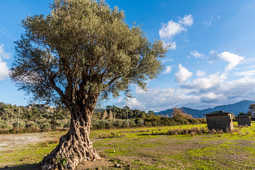 A very old olive tree in nature