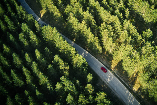 istock Red car on the road through pine wood forest 1368457060