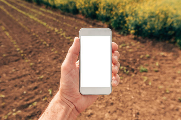 Agronomist with smartphone mock up screen in corn and rapeseed field