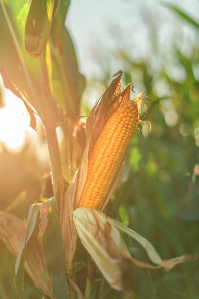 maisohr auf dem feld - corn on the cob stock-fotos und bilder