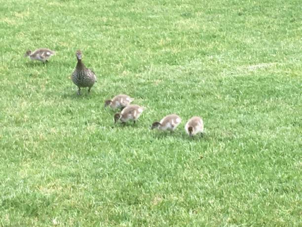 istock Family of ducks 1368458089