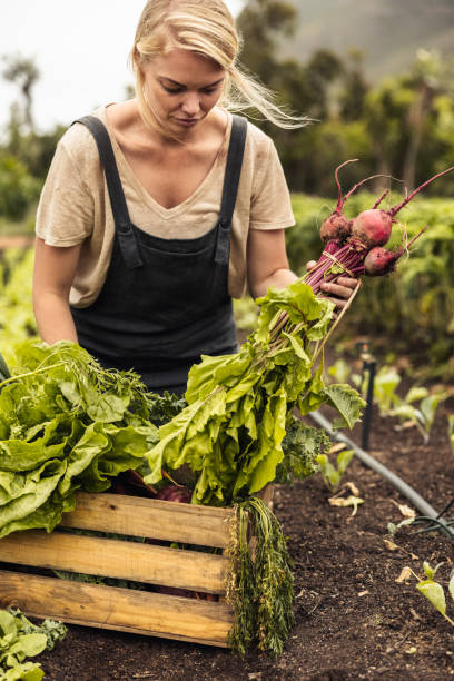 istock Organic farmer gathering fresh vegetables on her farm 1368458099