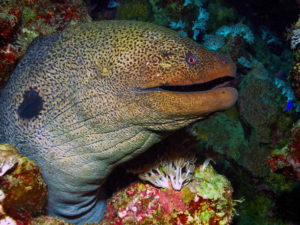 istock A Giant Moray Eel (Gymnothorax javanicus) in the Red Sea 1368458554