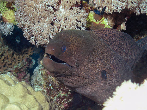istock A Giant Moray Eel (Gymnothorax javanicus) in the Red Sea 1368458574