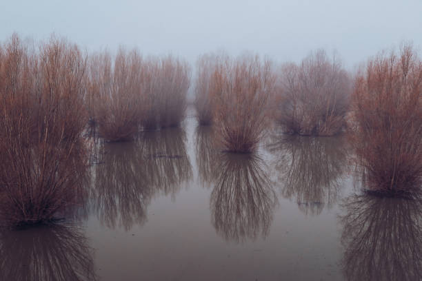 istock Flooded forest in fog 1368458912