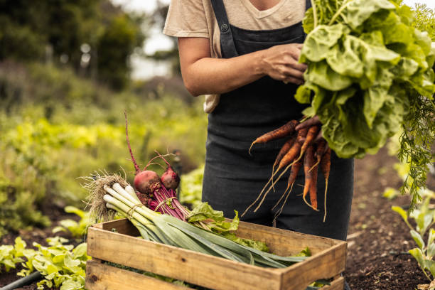istock Female farmer arranging freshly picked vegetables into a crate 1368459888