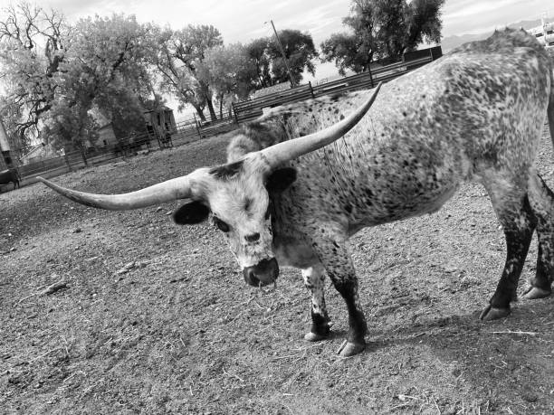 istock Big horn cow black and white 1368460040