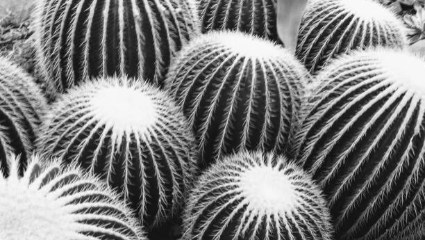 istock Soothingly natural 1368464168