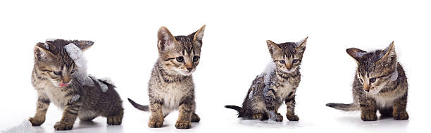 bunch on cute kittens stock photo