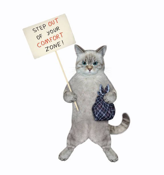 istock Cat ashen steps out its comfort zone 1368467207