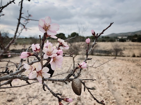 Almond blossom