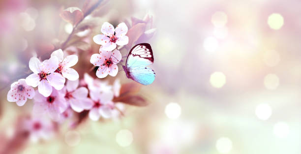 istock Flowering branches on a color blurry background and butterfly. 1368469023