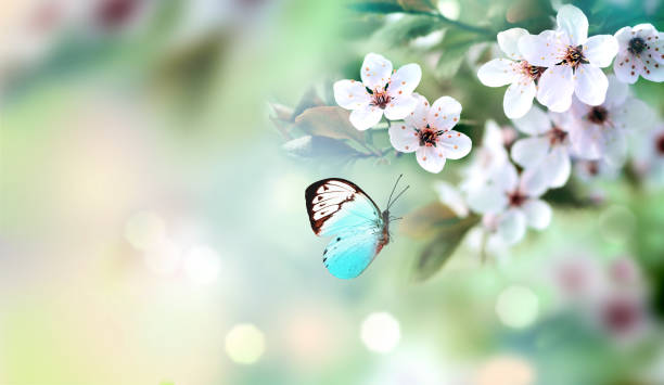 istock Flowering branches on a color blurry background and butterfly. 1368469024