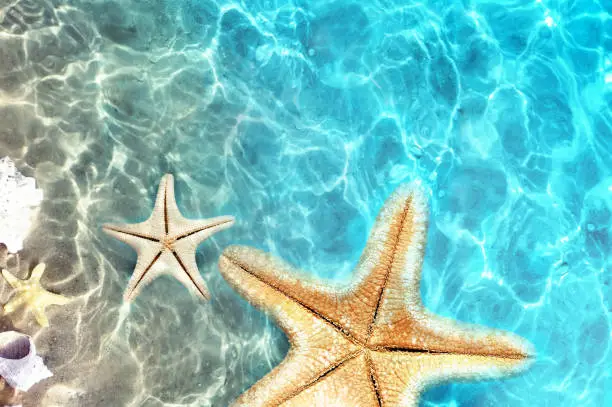 Photo of Starfish and seashell on the summer beach in sea water. Summer background.