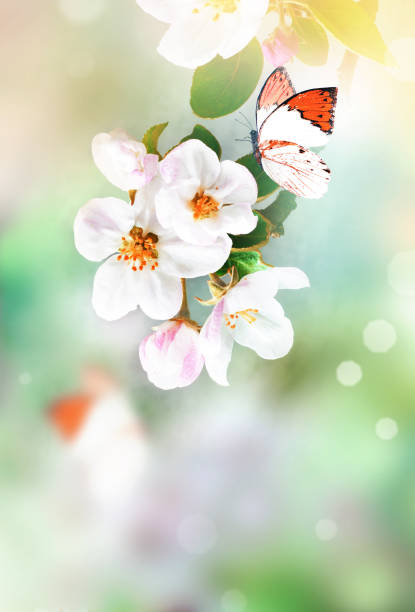 istock Flowering branches on a color blurry background and butterfly. 1368469842