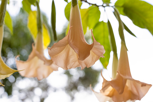 Closeup Angels trumpets, beautiful flowers, Datura, background with copy space, full frame horizontal composition