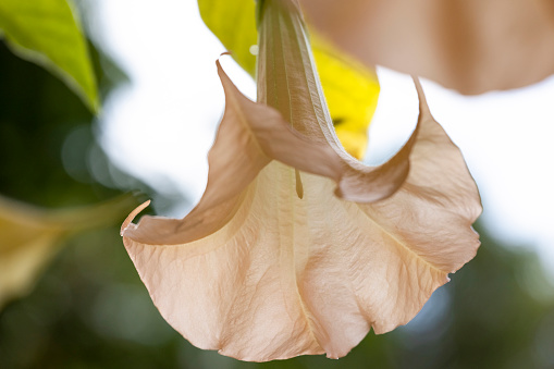 Blooming white calla with green leaves background