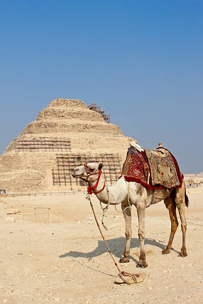 camelo e a pirâmide de djoser em saqqara - egypt camel pyramid shape pyramid imagens e fotografias de stock