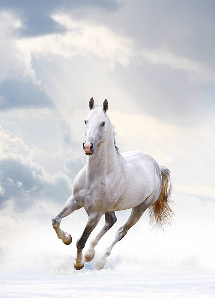 kuvapankkikuvat ja rojaltivapaat kuvat aiheesta valkoinen ori - white horse