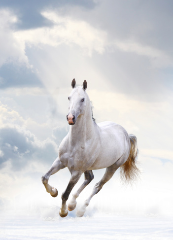 white stallion under cloudy sky